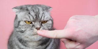 灰色苏格兰折猫与一个不愉快的口吻特写在一个粉红色的背景。