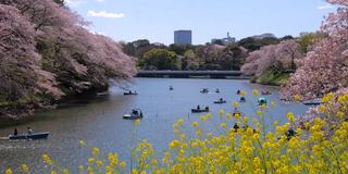 日本东京千鸟渊公园，樱花花瓣飘落