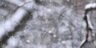 看一个模糊的冬季背景的树木和飞雪在散景的形式