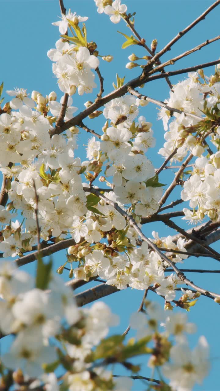美丽盛开的樱花树枝与鲜花在阳光明媚的日子