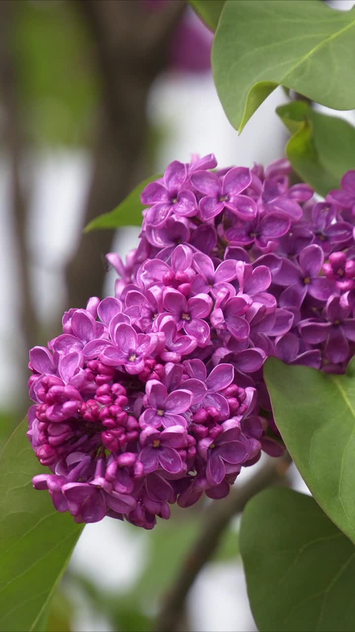 一束盛开的紫丁香在风中摇曳