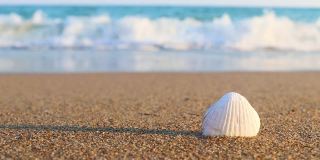 沙滩上的白色贝壳和阳光明媚的夏日里的海浪。海滩度假的概念