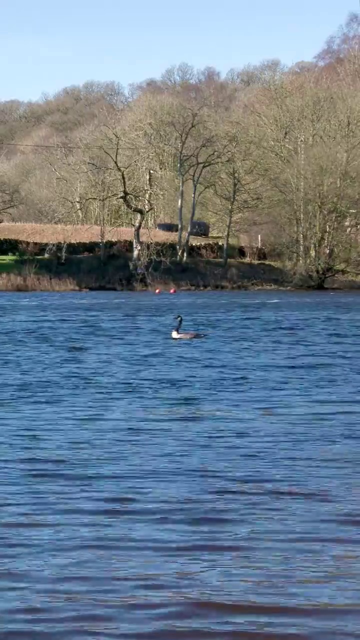 湖上的一只鹅，后面跟着一小群鹅