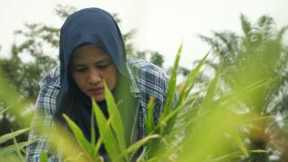 亚洲穆斯林女性农民监督她的生姜种植。有机农业视频素材模板下载