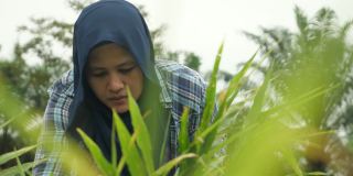 亚洲穆斯林女性农民监督她的生姜种植。有机农业