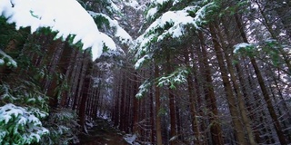 高大浓密的老云杉生长在雪坡上