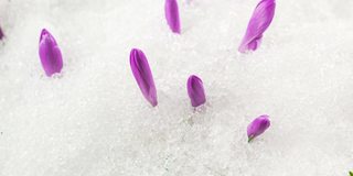 藏红花盛开在积雪的草地上，初春冰雪融化快