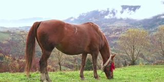 在乌克兰喀尔巴阡山脉，一匹优雅的马正在吃草，享受温暖的秋日阳光