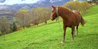 在乌克兰喀尔巴阡山脉，一匹优雅的马正在吃草，享受温暖的秋日阳光