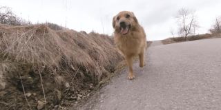 在乡村公路上，快乐的狗朝着摄像机跑去
