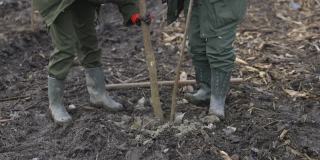 用脚踩泥炭地的泥土紧固栽下的树苗