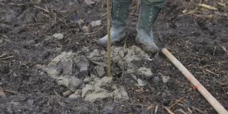在洞里种些小树苗，把洞周围的泥炭土压下去