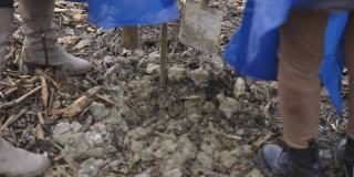 在泥炭地上种植树苗