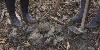 在洞里种些小树苗，夯实周围的泥炭土