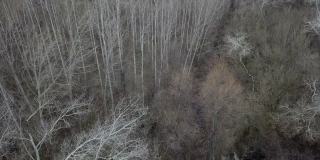 无人机在森林里拍摄光秃秃的白杨树