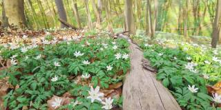 盛开的白木海葵在春天的森林里，选择性的集中