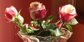 一缕阳光在镜子里反射在花瓶里的玫瑰上