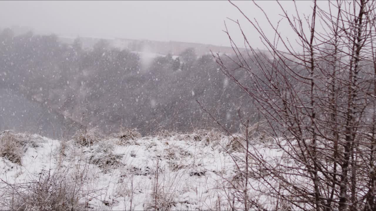 冬天飘落在植物上的雪