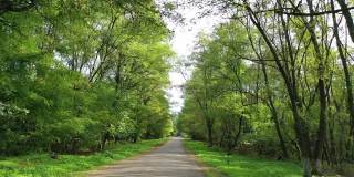 在森林里。在两边都是绿树的路上旅行。在阳光明媚的夏日里，行驶在空旷的柏油路上，穿过森林。从车里看。