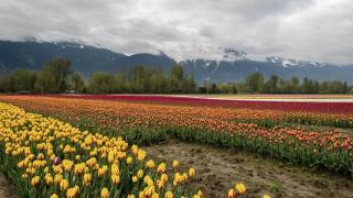 荷兰的郁金香种植园视频素材模板下载