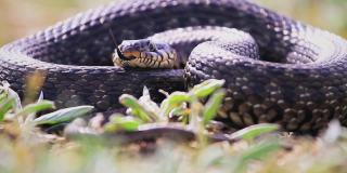 一条大蛇躺在草地上，伸出舌头