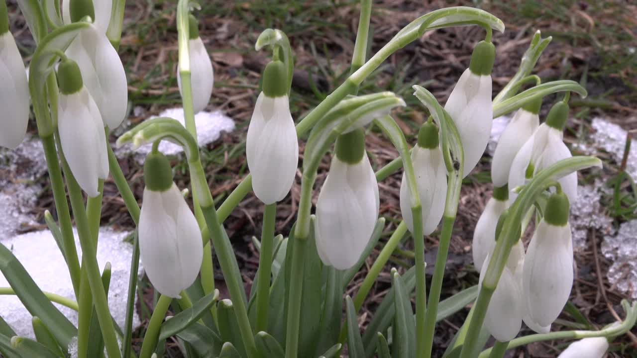 一朵雪白的雪花莲在早春绽放