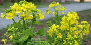 清晨漫步近油菜花或油菜花盛开