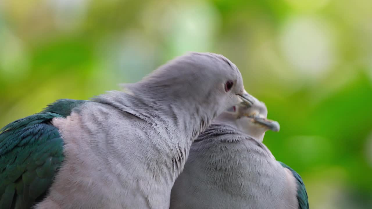 两只绿御鸽正在调情