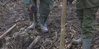 种植树苗，用杆子夯实周围的泥炭地土壤