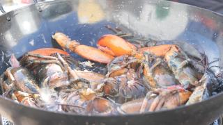 在煎锅中煎炸打开的龙虾以准备米饭或海鲜饭视频素材模板下载