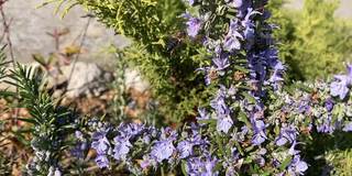 蜜蜂在阳光明媚的日子从迷迭香花蜜中吮吸。慢动作视频