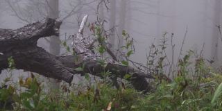 老树干躺在雾蒙蒙的森林里。松树间的雾