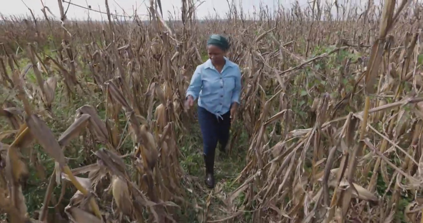 非洲黑人女农民正在研究由于气候变化而被过度降雨和冰雹毁坏的玉米芯