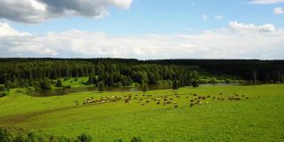 瑞士绿色牧场上奶牛的鸟瞰图
