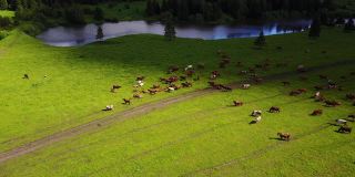 瑞士绿色牧场上奶牛的鸟瞰图