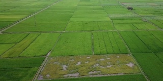 稻田的无人机视图。农业概念种植水稻。鸟瞰绿色田野