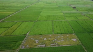 稻田的无人机视图。农业概念种植水稻。鸟瞰绿色田野视频素材模板下载