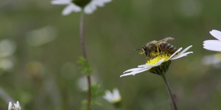 近距离拍摄的雏菊在绿色的田野和蜜蜂授粉在它上的慢镜头。