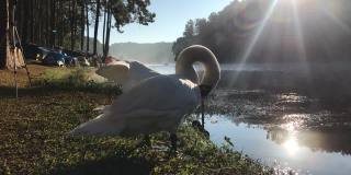 白天鹅站在池塘边向四周看。天鹅通常终身交配。生物多样性意识保护，天鹅湖生态系统生物多样性