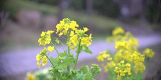 清晨漫步近油菜花或油菜花盛开