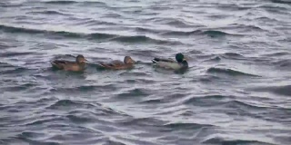 天气好的时候，鸭子在湖里游泳