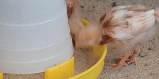 一群棕色的小鸡在一个农村农场的笼子里吃稻谷食物。白天，家禽饲养在亚洲是一个受欢迎的行业。