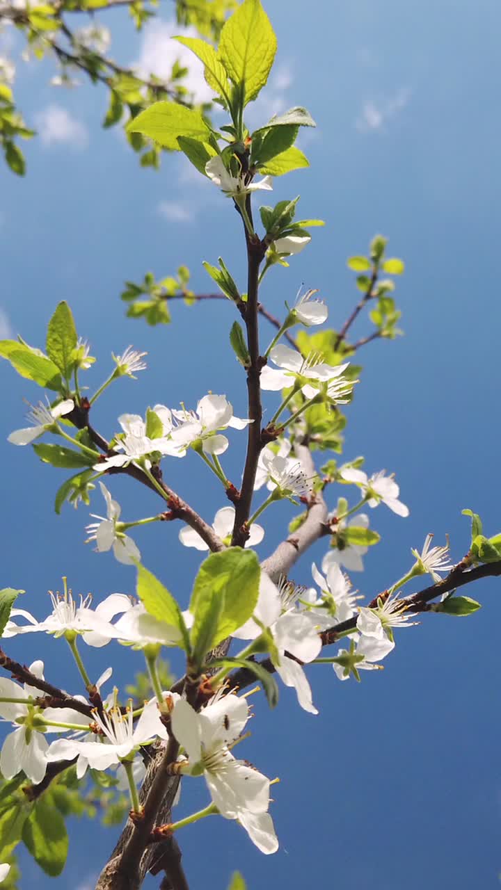 春天阳光明媚的日子里，樱花树的枝条在风中摇曳