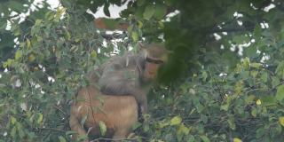 近距离拍摄的猕猴或猕猴在印度枣树或Ziziphus毛利塔纳果树期间在印度中部的森林旅行