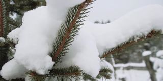 云杉枝与雪帽特写