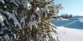 白雪躺在一棵绿松树的树枝上。冬天白雪覆盖的树木。下雪的童话般的十二月风景。自然公园。明亮的白天和阳光，蓝色的天空。天气寒冷的温度。