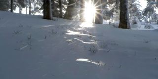 摄影:冬日森林——白天，阳光在白雪覆盖的树木间闪耀