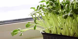 从窗台上的葵花籽生长的微型绿色植物的特写。用喷枪向豆芽喷水。健康饮食的概念，素食的概念。家庭园艺。