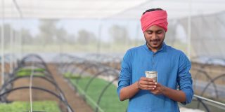 年轻的印度农民在温室里数钱