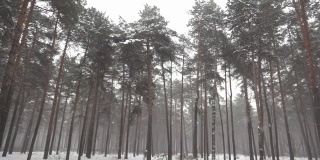 从下面以慢镜头拍摄的一个冬日里飘落的雪花中间高大的松树林